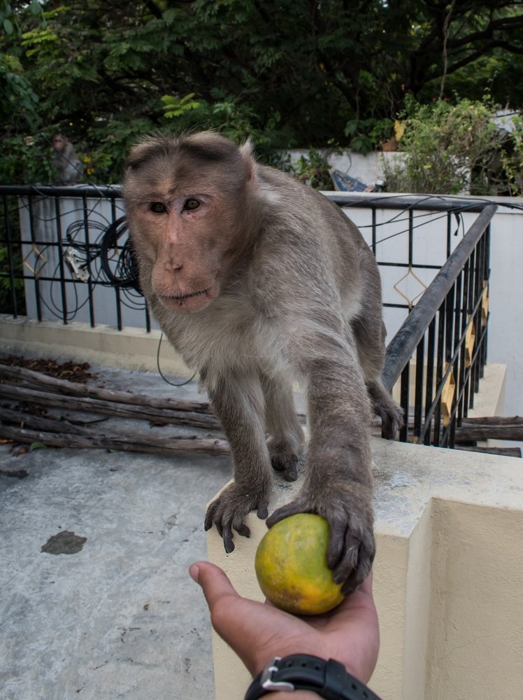 Photograph by  Rohan Bharadwaj