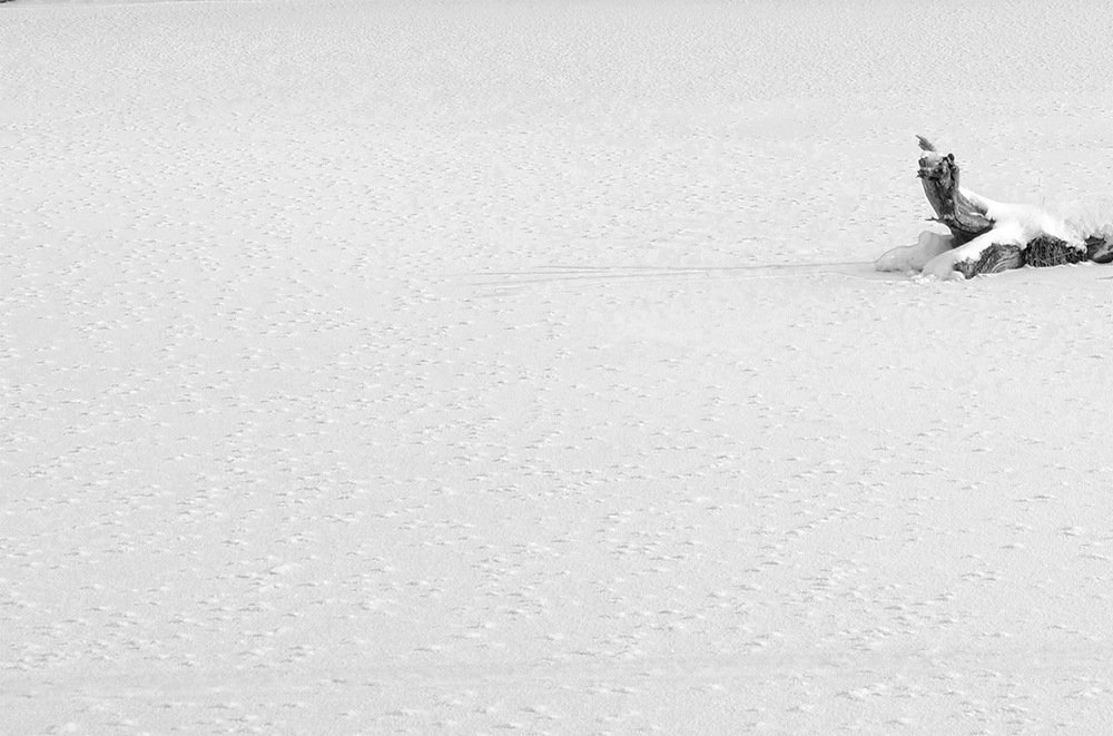 Photograph by Sergey Lebedev