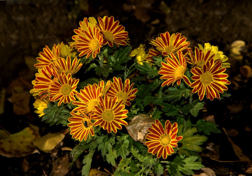 Photograph by Rimma Volchenko