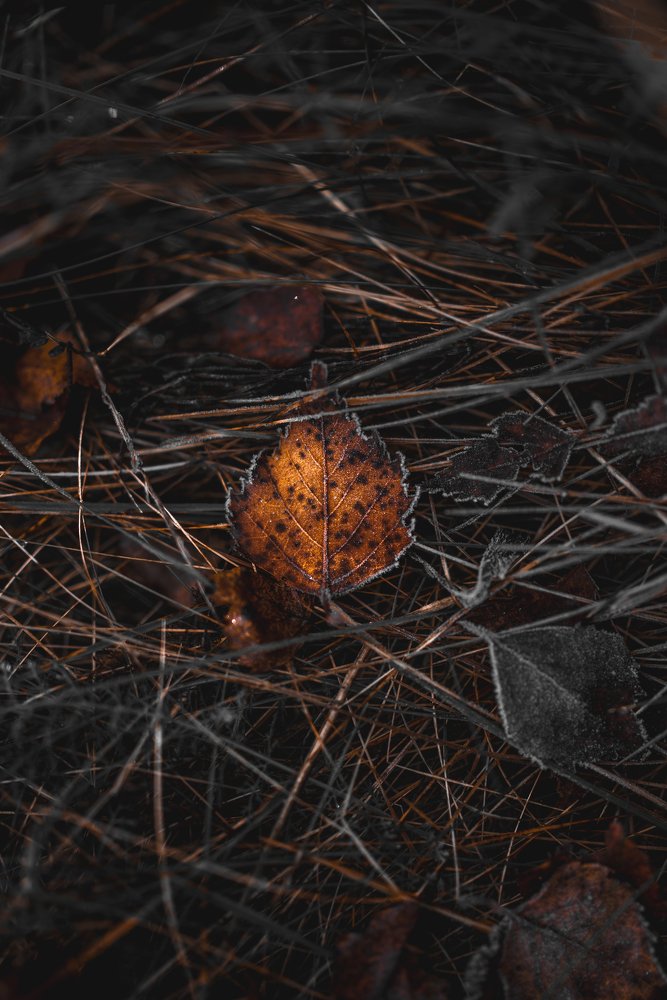 Photograph by Vadim Sadovski
