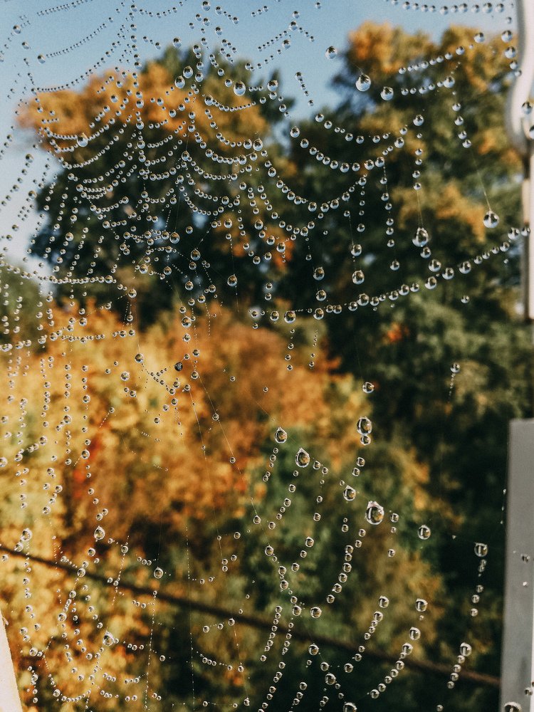 Паутина Swarovski