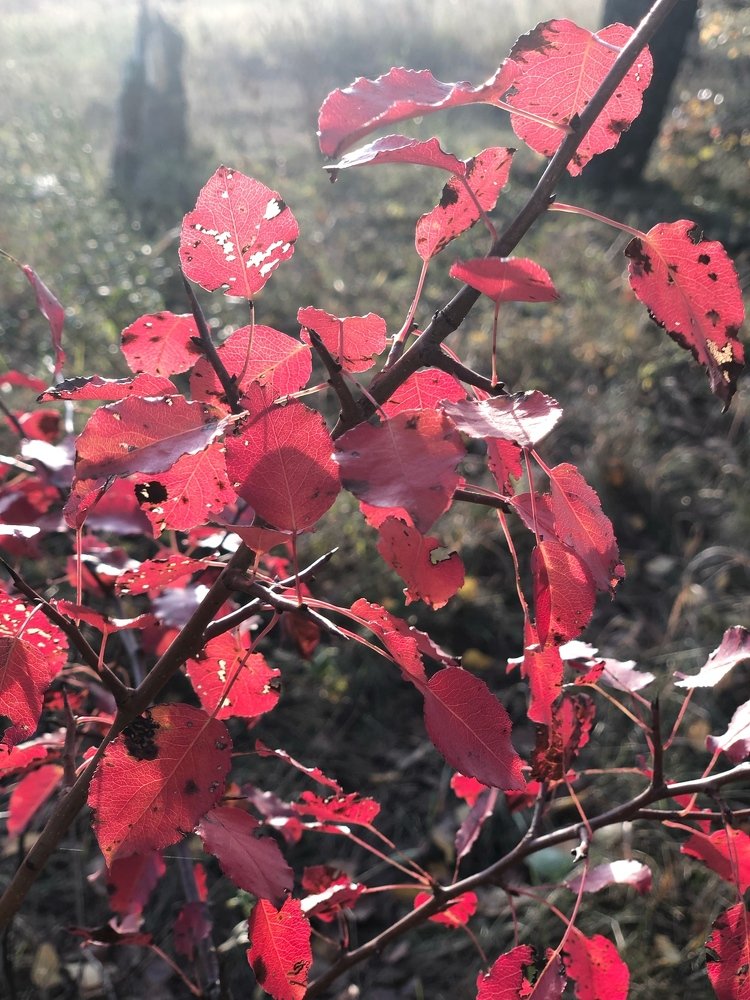 Photograph by Анастасия Лясович