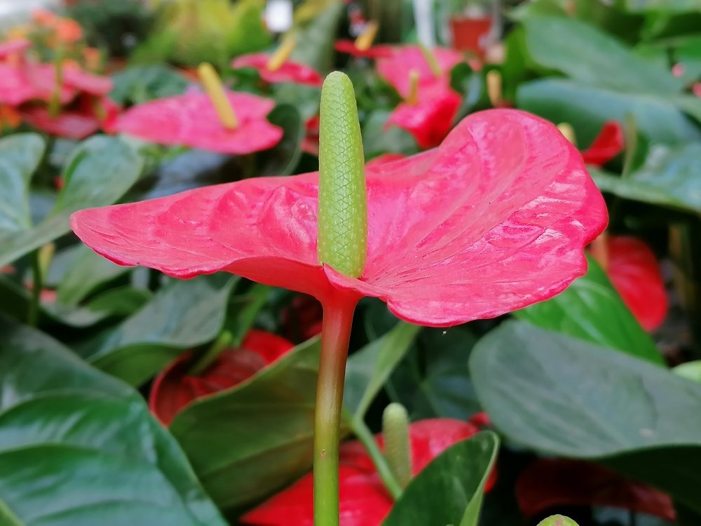 Photograph by tanase nicolae