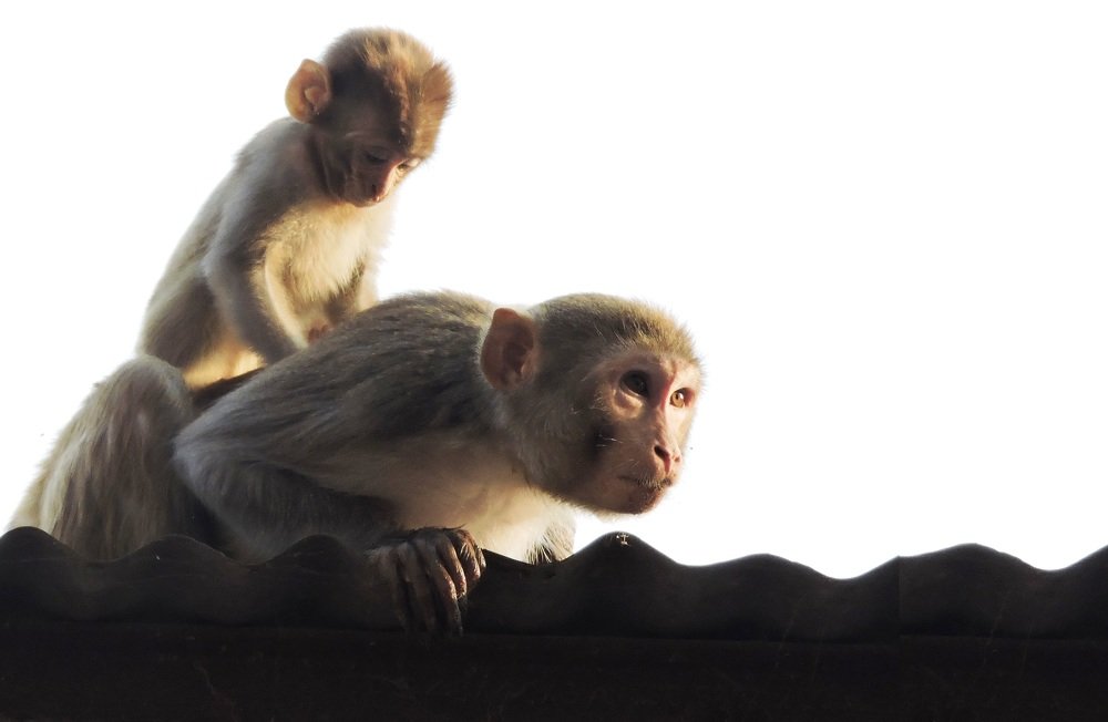 Photograph by Rajan Shah