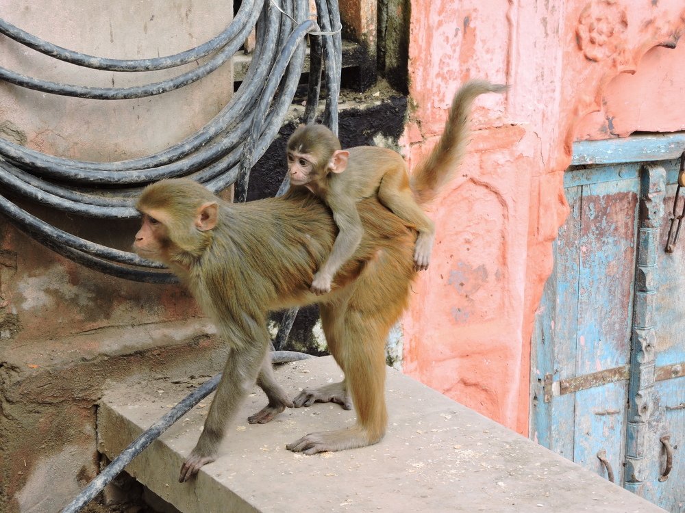 Photograph by Rajan Shah