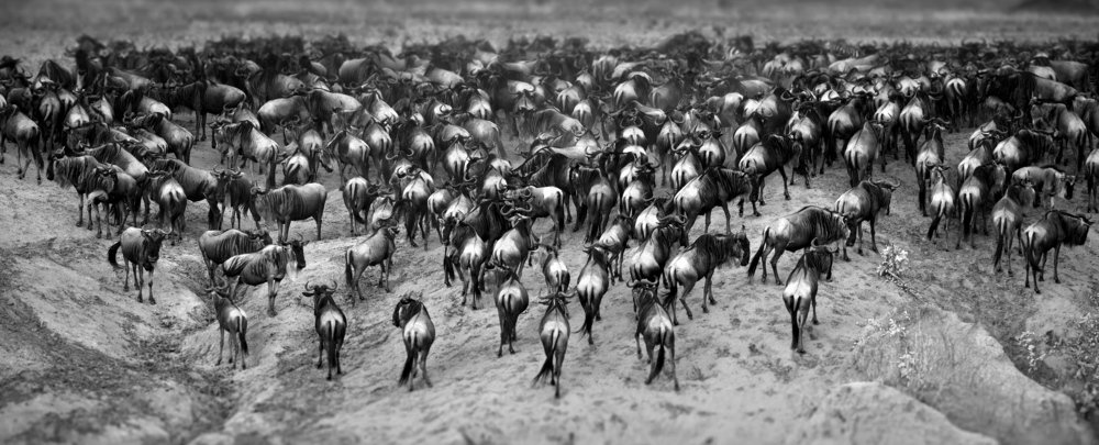 Great Migration