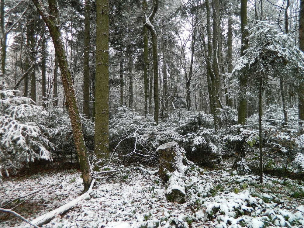 Photograph by Сергей Рапопорт