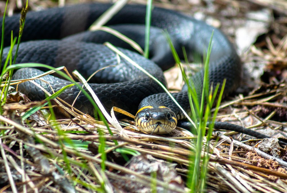 Photograph by Елена Гольдебаева