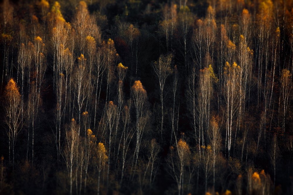 Таинственный лес