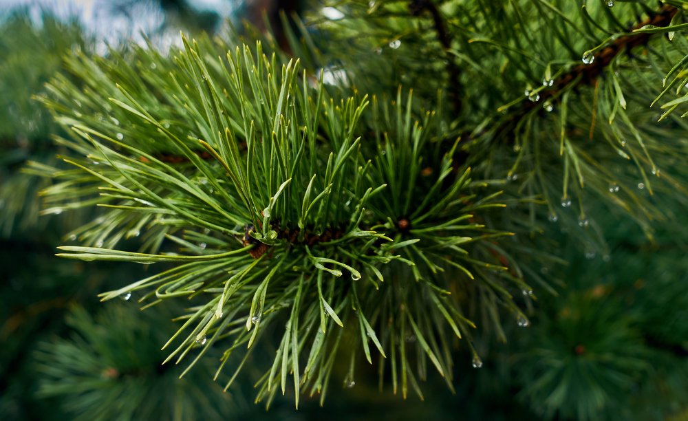 Сосновая ветвь и капли росы