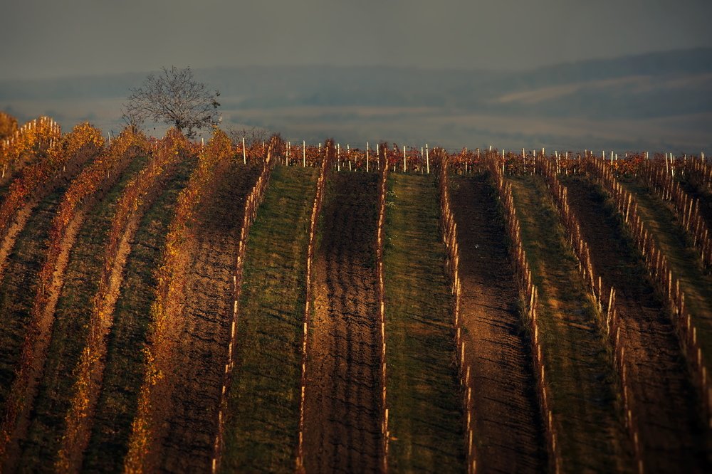 Осенний виноградник