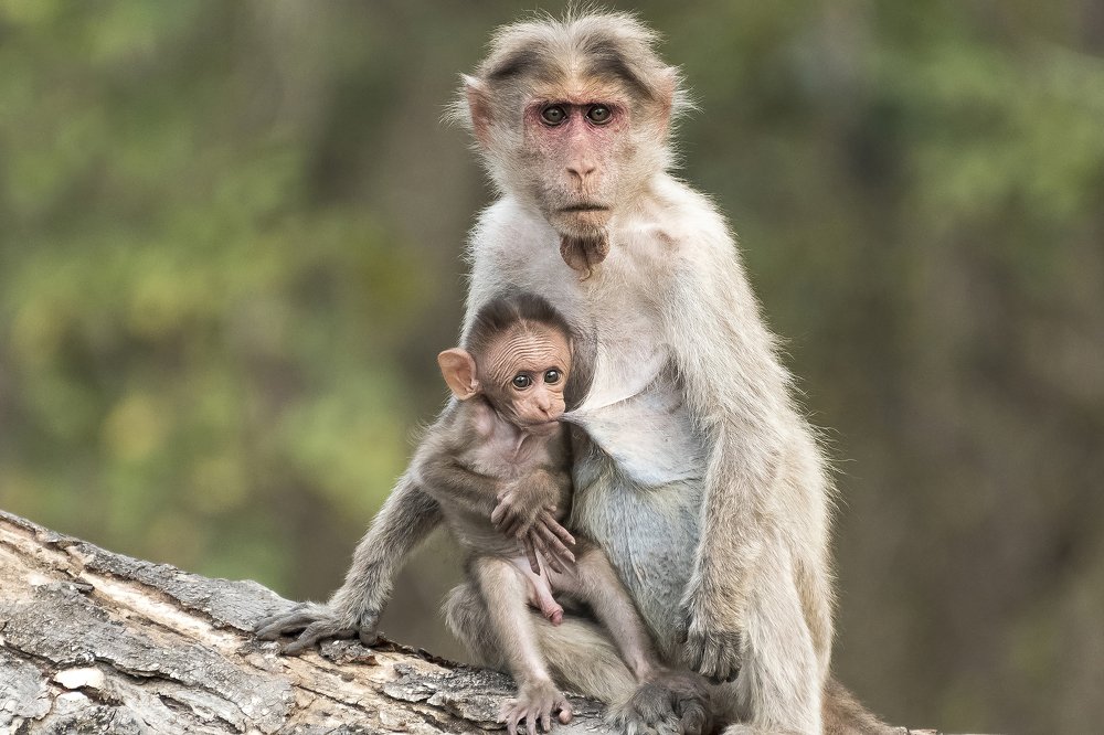Mother Care