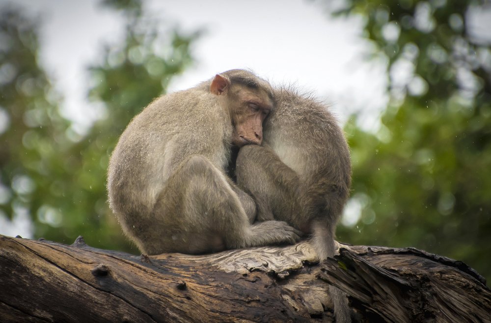 Photograph by Shaji C