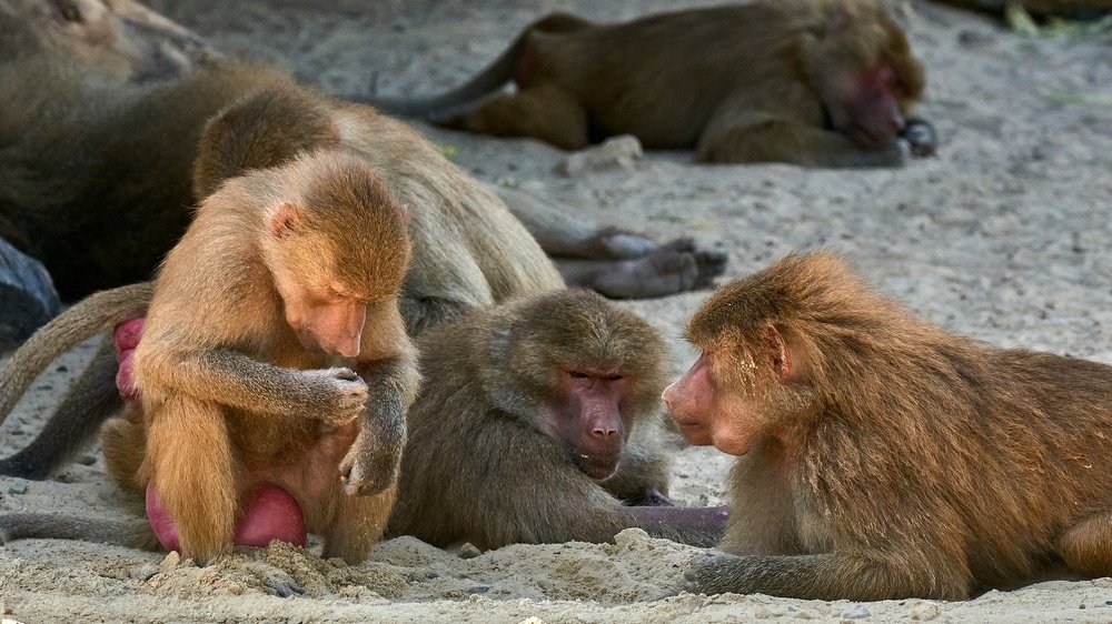 Любопытство...4