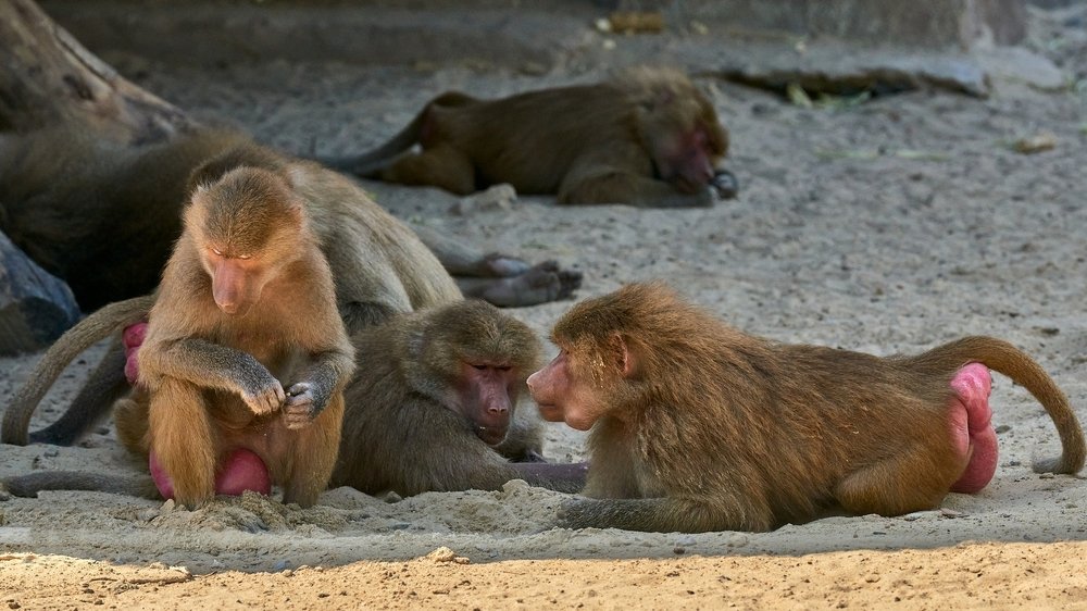 Любопытство...3