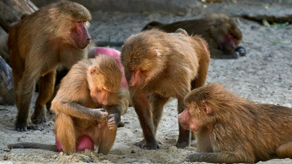 Любопытство...2