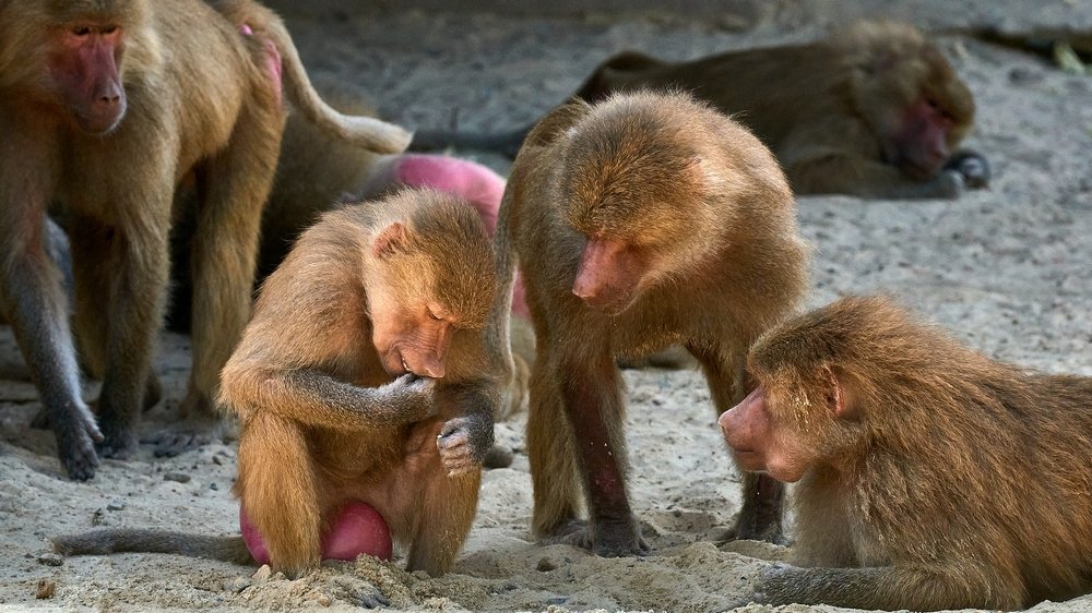 Любопытство...1