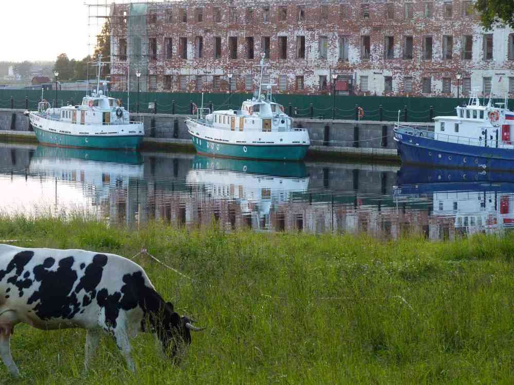 Пестрота/ Motley