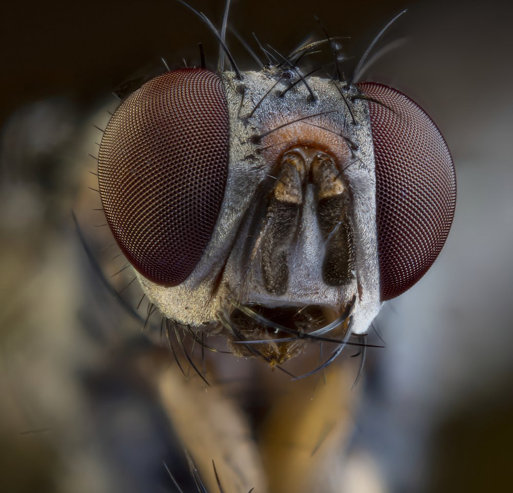 Муха, портрет