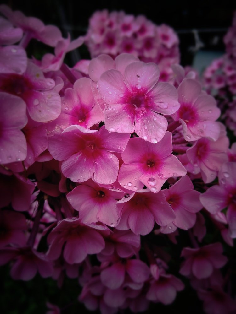 Фотография автора Виктор Конев