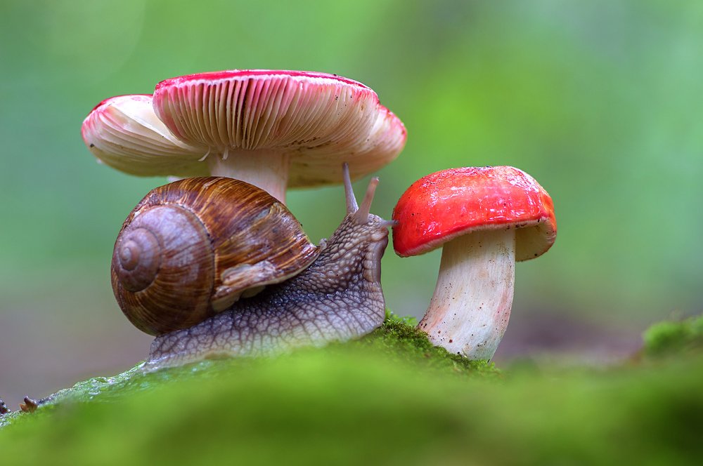 Photograph by Юрій Стороженко