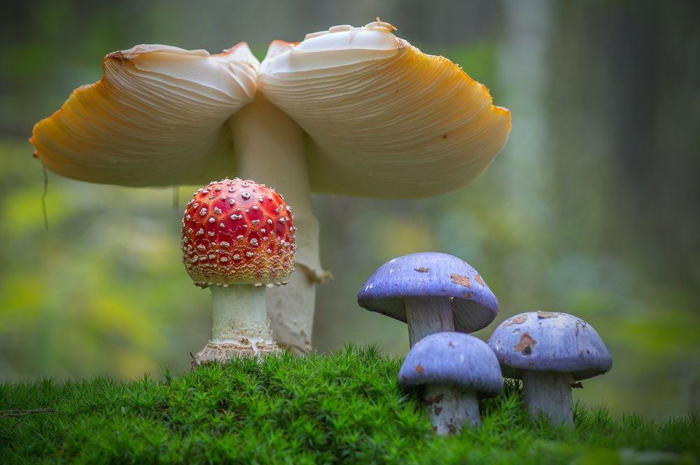 Photograph by Юрій Стороженко