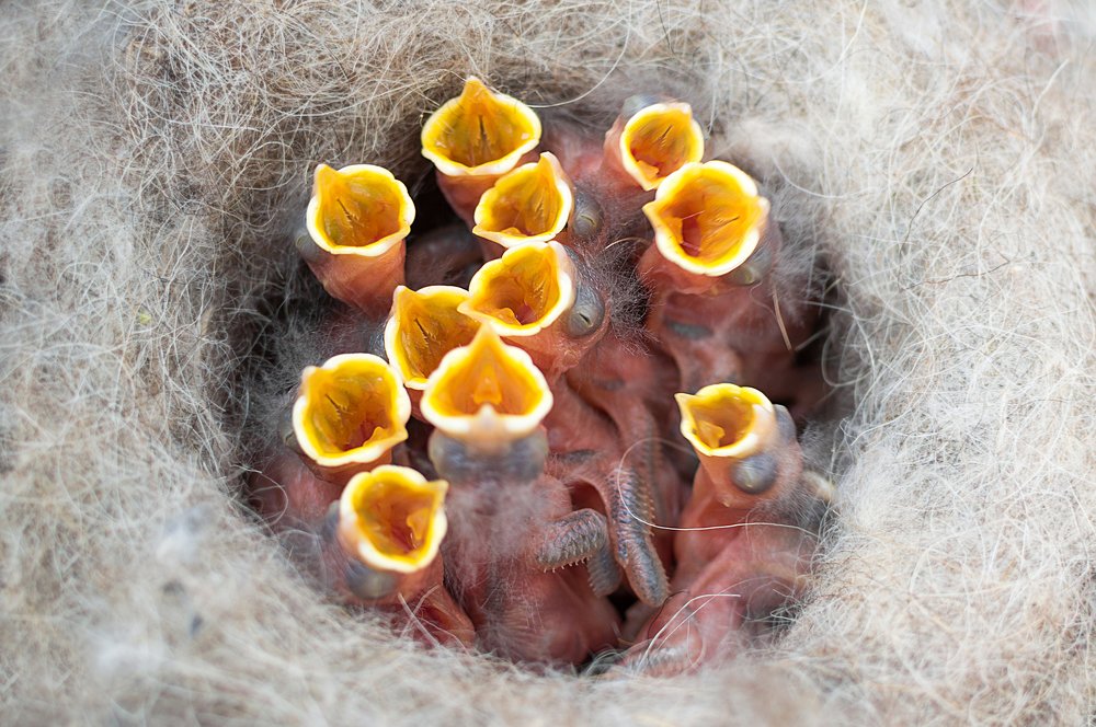 Waiting for the mother ...