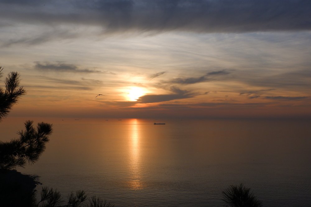 The seagull and the ship were separated.
