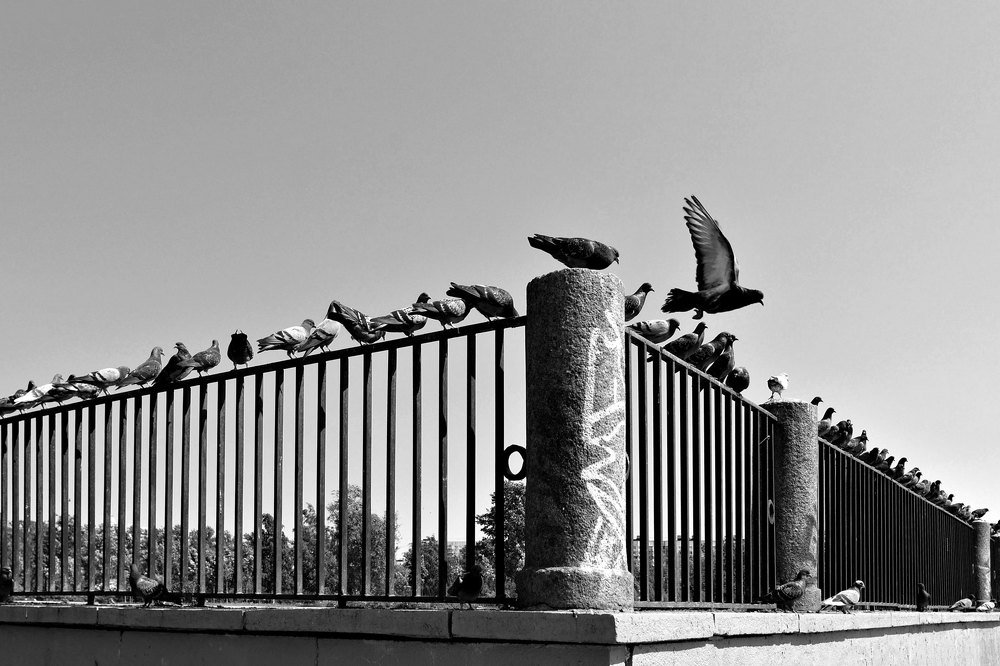 Фотография автора Александр Далла