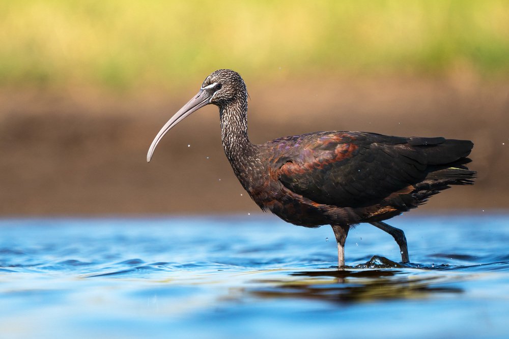 Одинокая каравайка