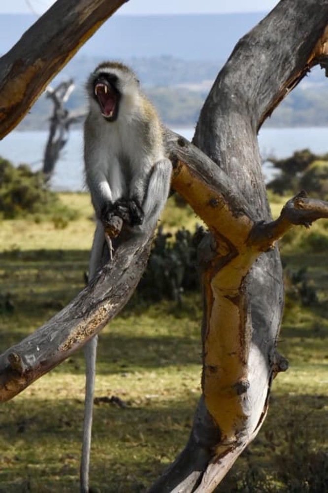 Photograph by Federico Genovese