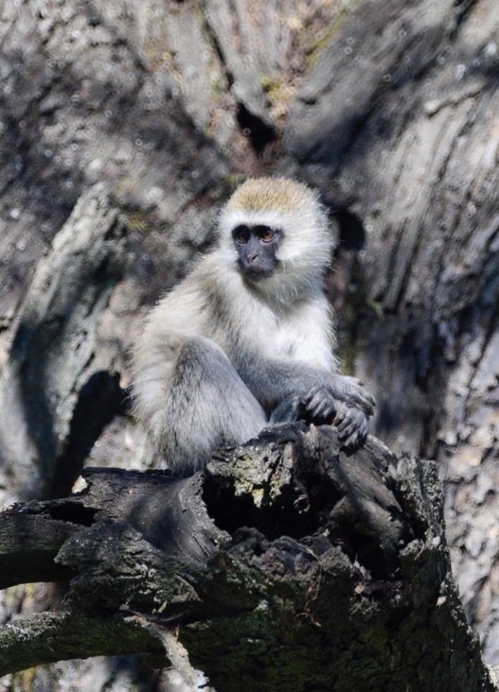 Photograph by Federico Genovese