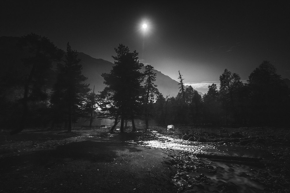 Лошадка, где ты !?