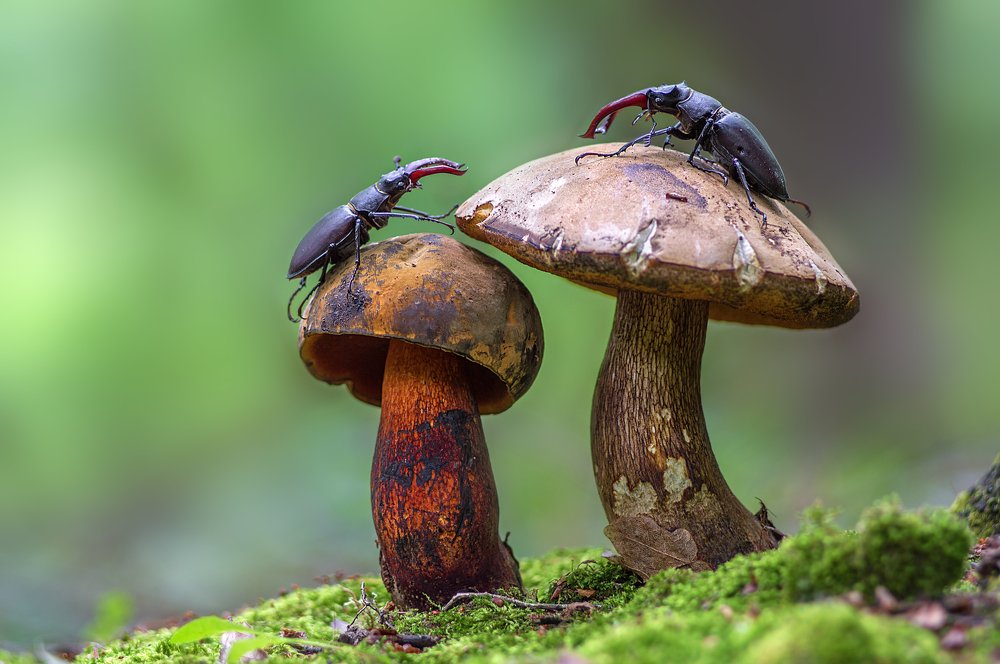 Photograph by Юрій Стороженко