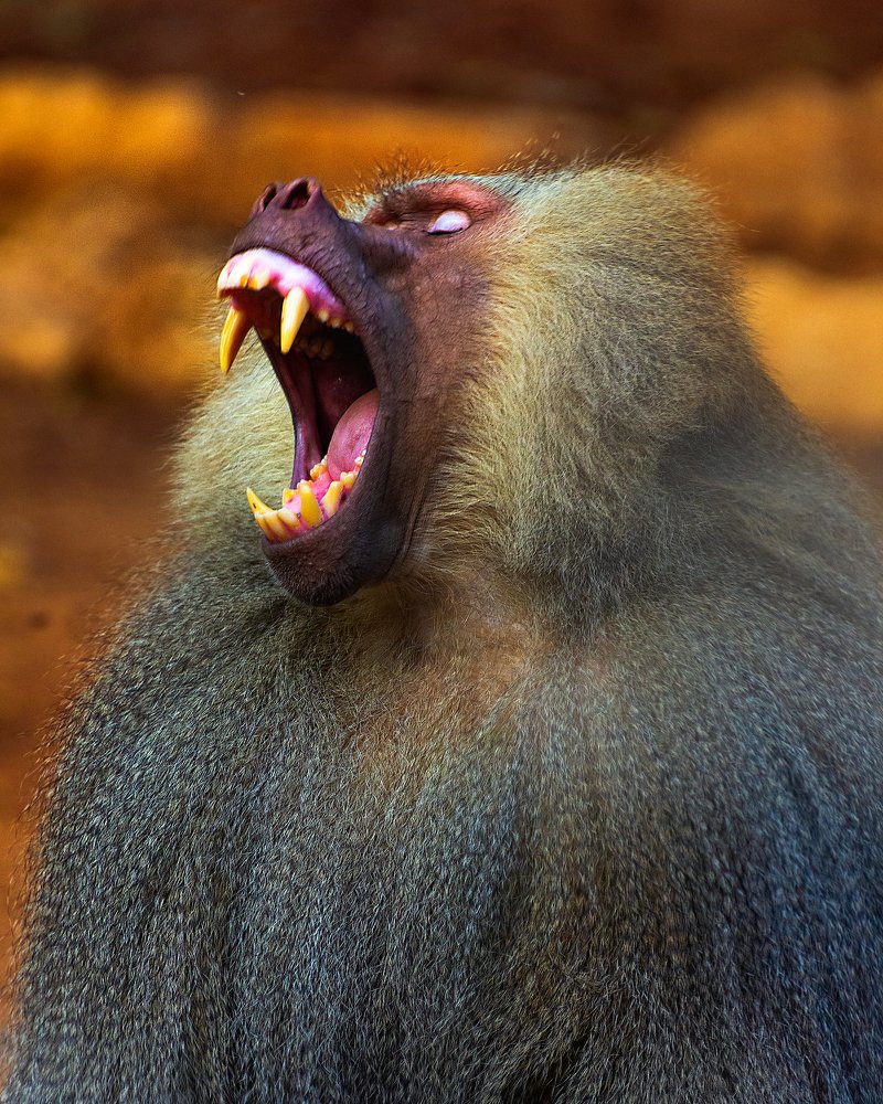 Photograph by David Lerer