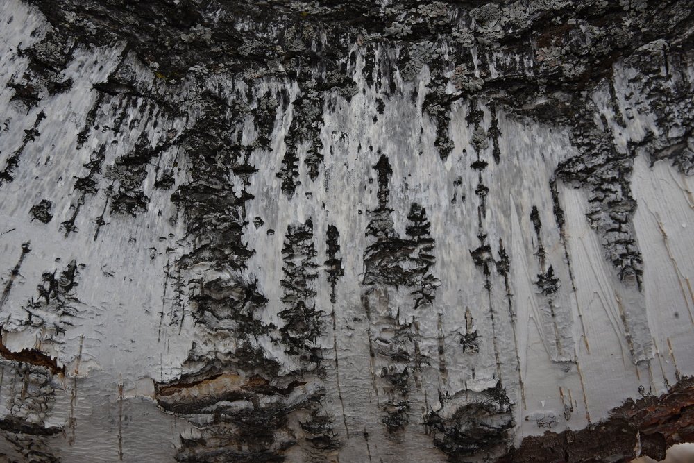 Photograph by Людмила Воропаева