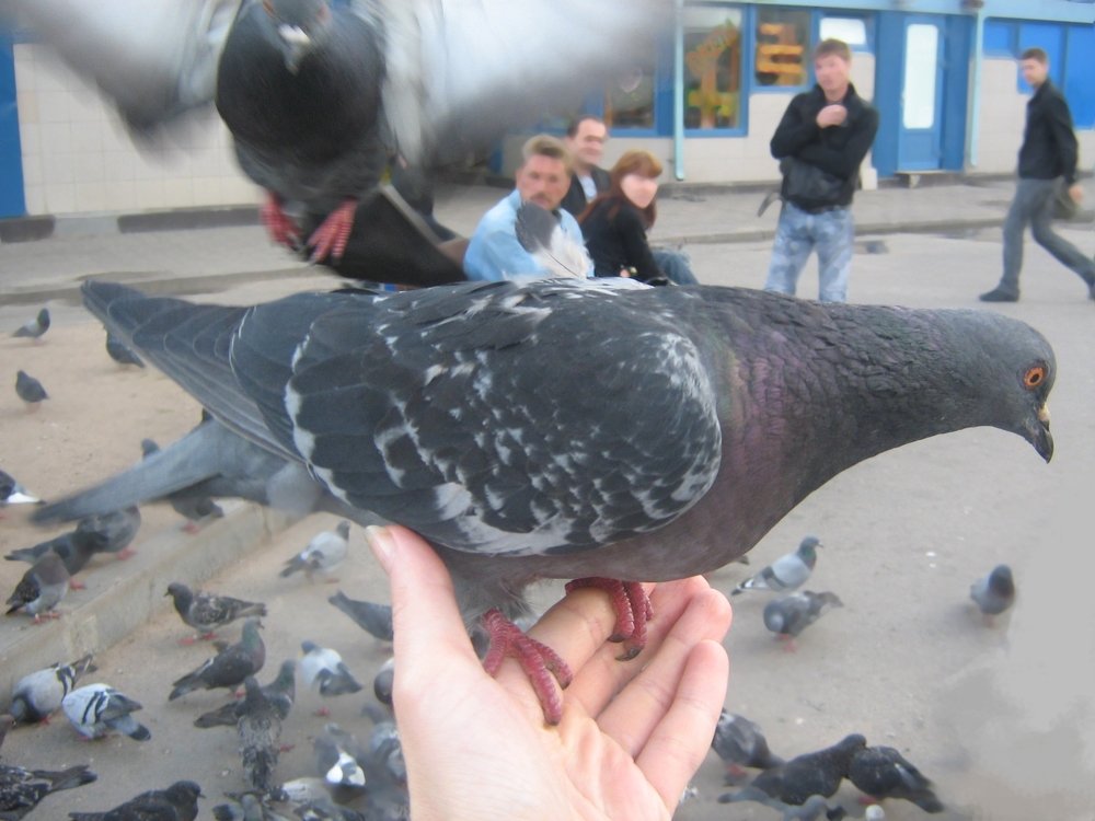 Любовь и голуби