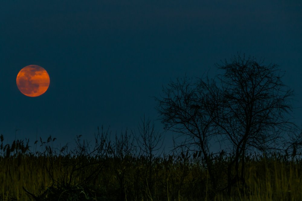 Photograph by Елена Сергиенко