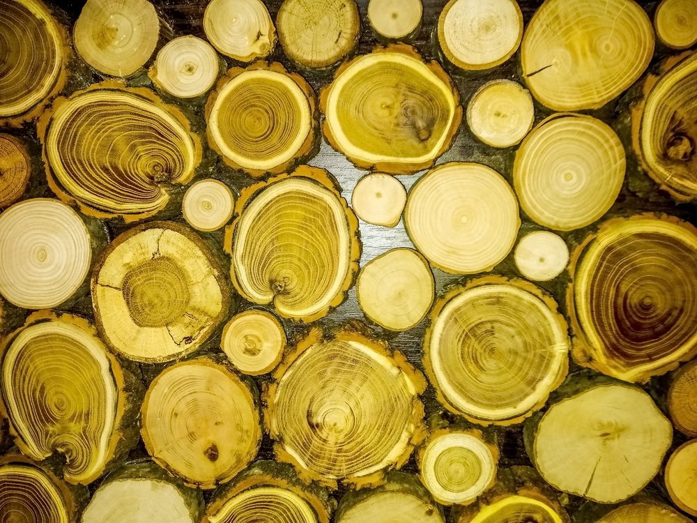 Photograph by Octavian Timosco