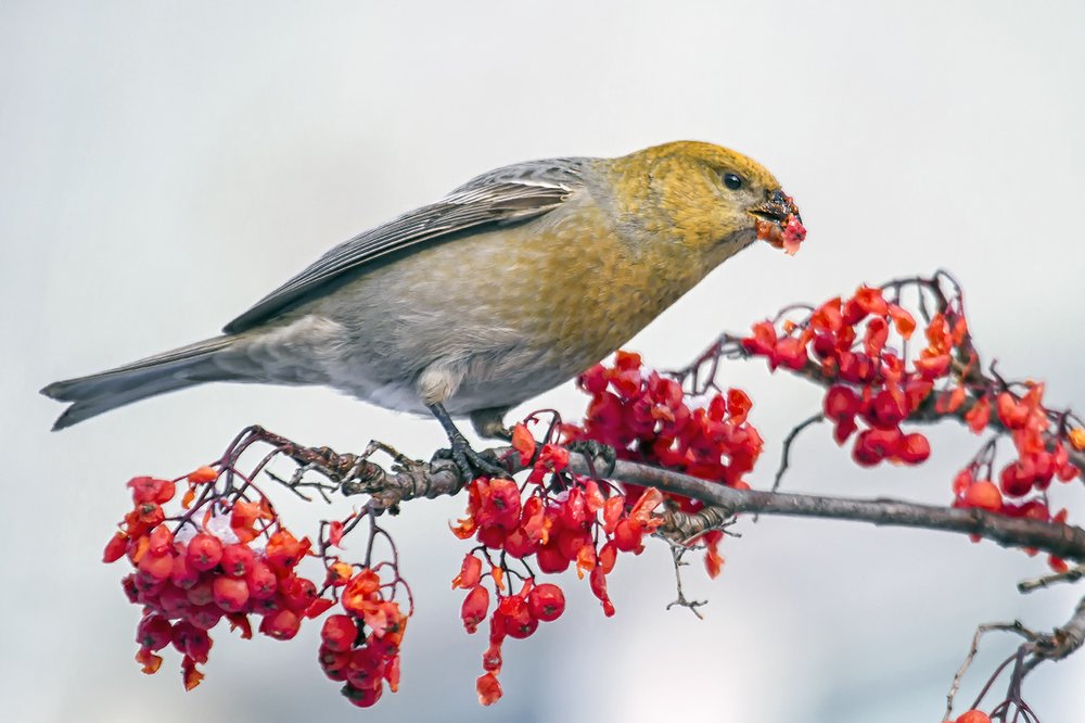 Щур обыкновенный за обедом