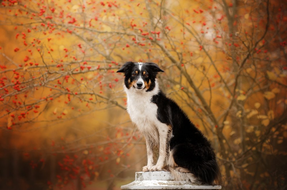 Прекрасная осень