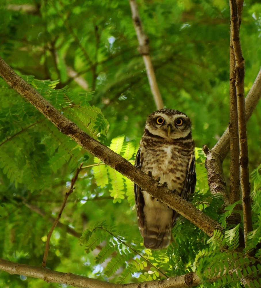 The watcher