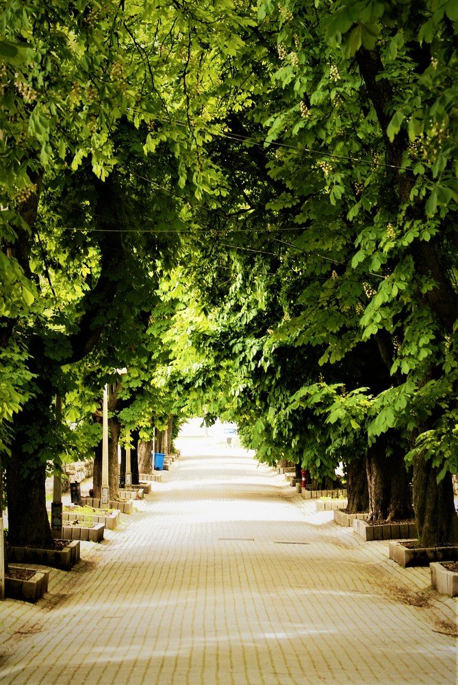 Photograph by Kálmán Rádai