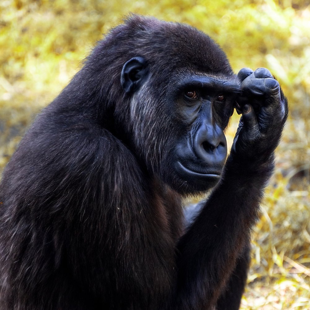 Photograph by David Lerer