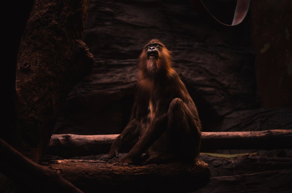 Фотография автора Павел Курицын