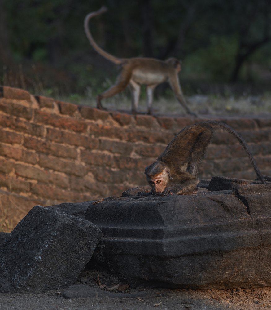 The monkeys kingdom.