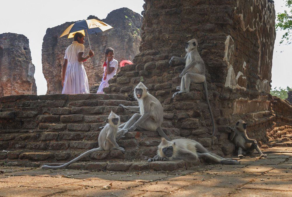 People and monkeys. One world for all.