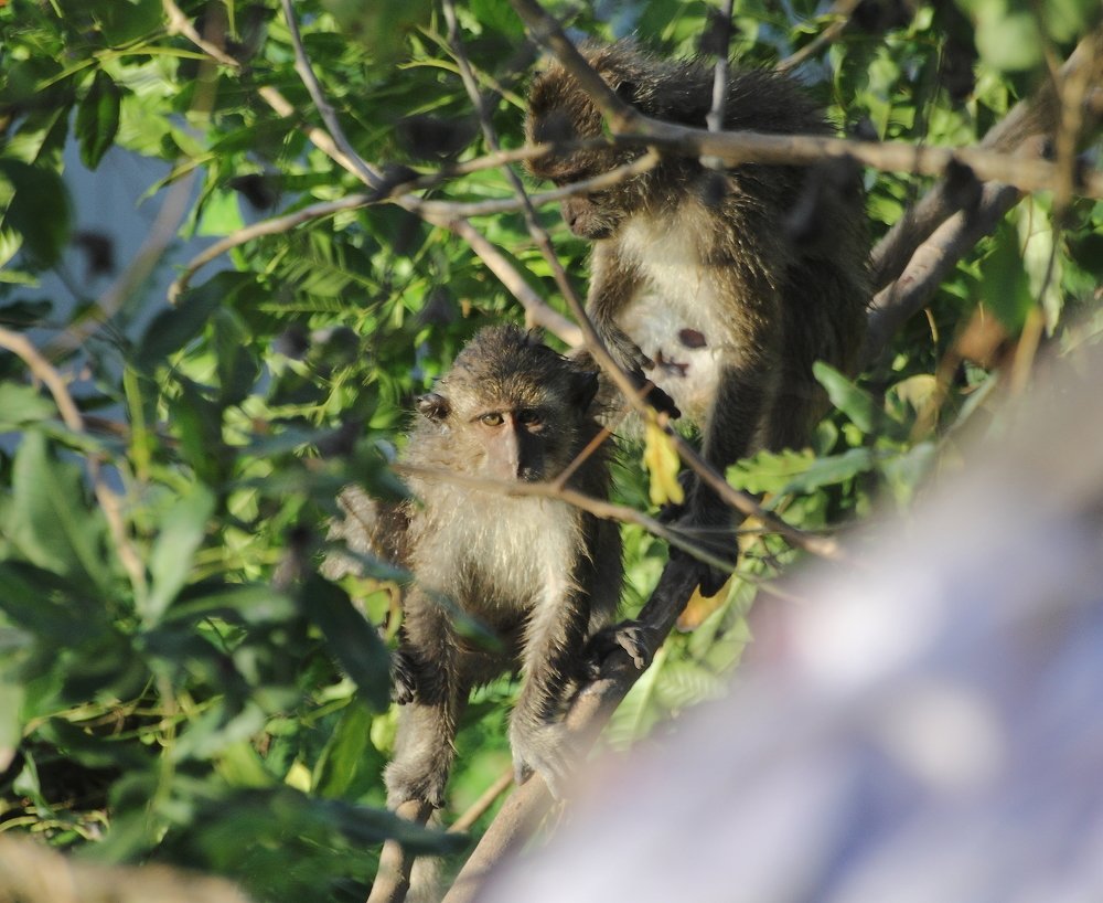Фотография автора Deny Wahyudi