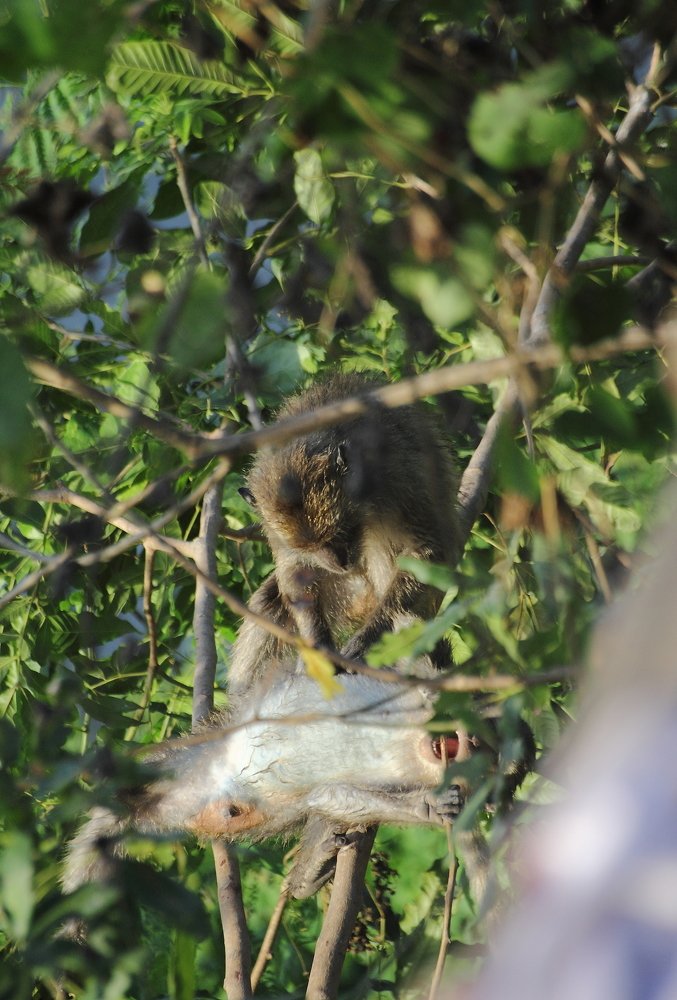 Фотография автора Deny Wahyudi