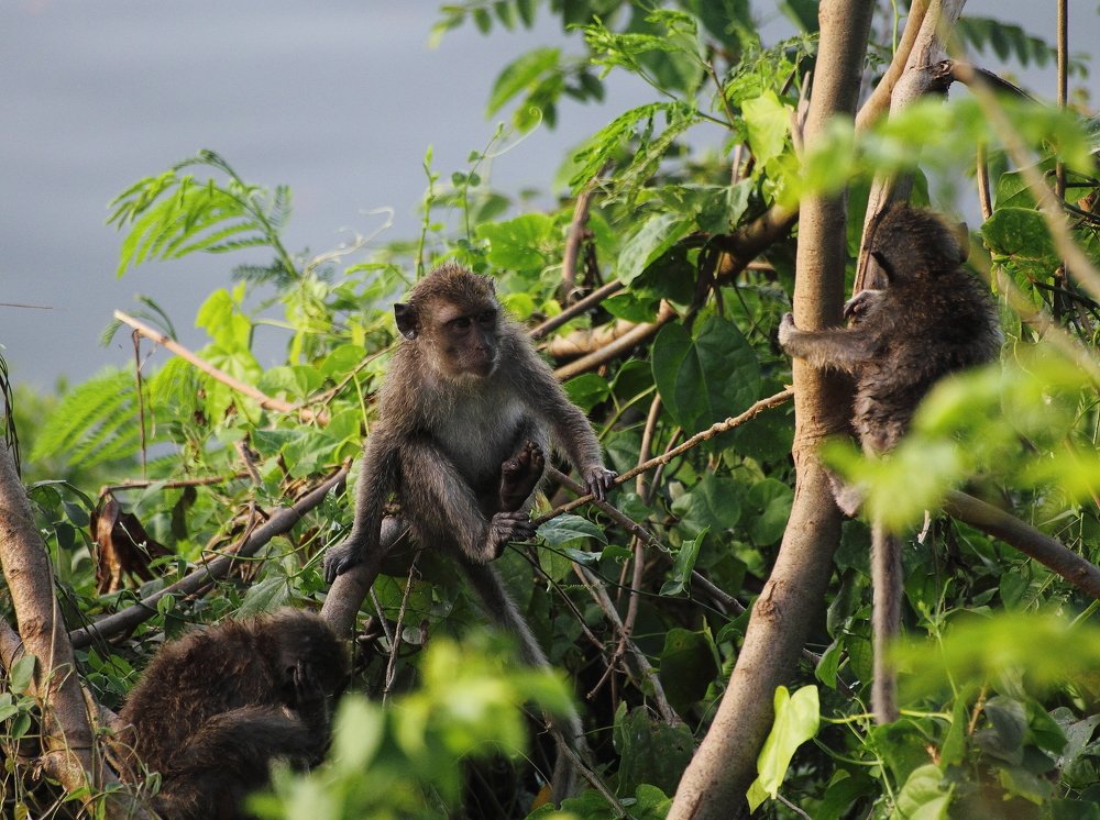 Фотография автора Deny Wahyudi